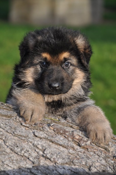 Chiot Berger Allemand Des Louves C'aline