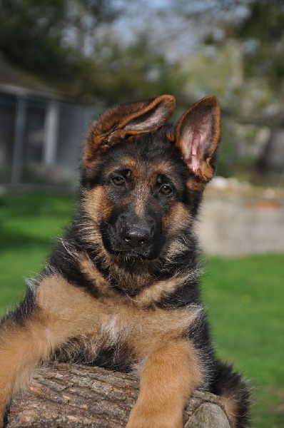 Chiot Berger Allemand Des Louves C'aline